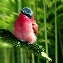 鼠标滑过缩略图时放大图片（纯Css）